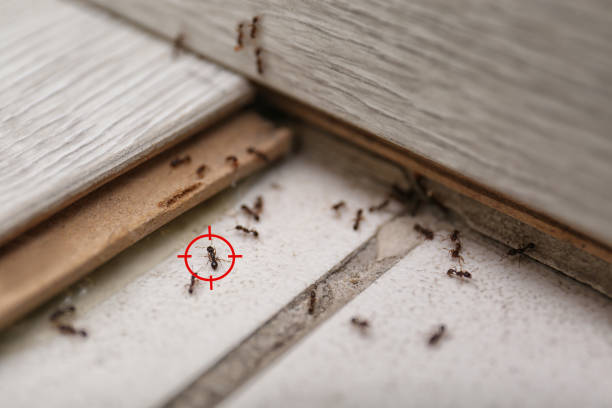 Best Pest Control Treatment  in Brogden, NC