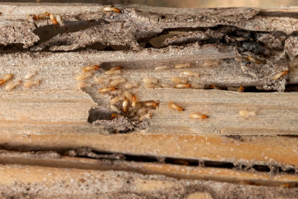 Best Residential Pest Control  in Brogden, NC