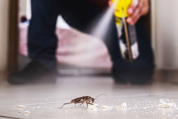 Best Termite Control Services  in Brogden, NC